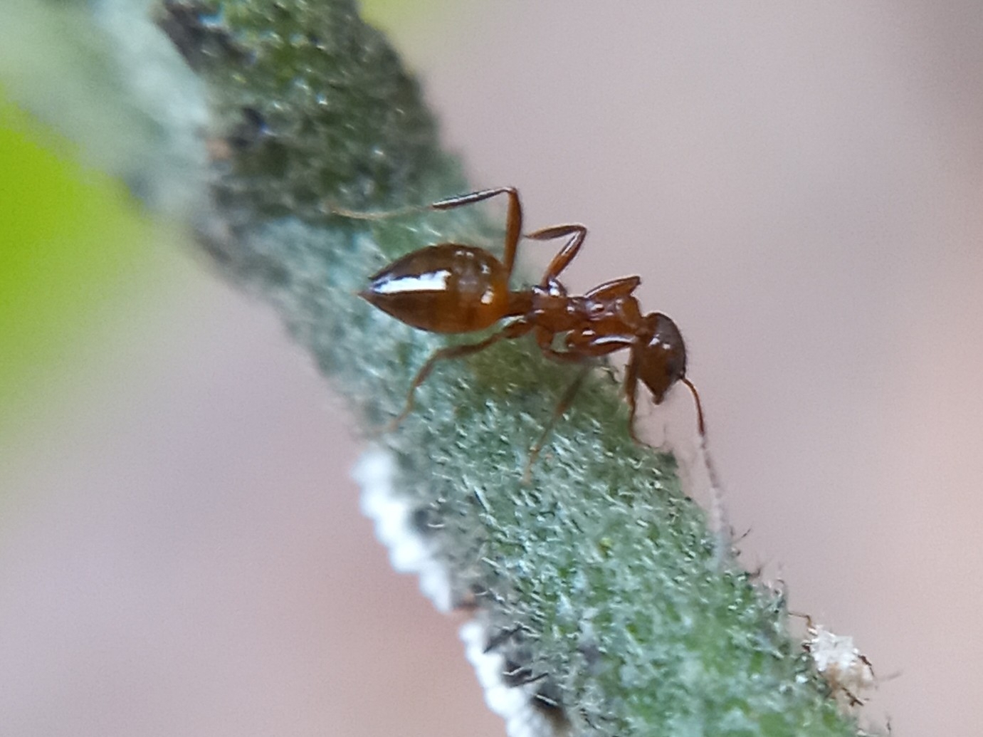 Lepisiota fergusoni