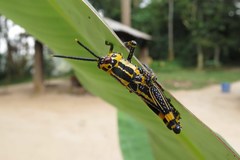 Zonocerus variegatus