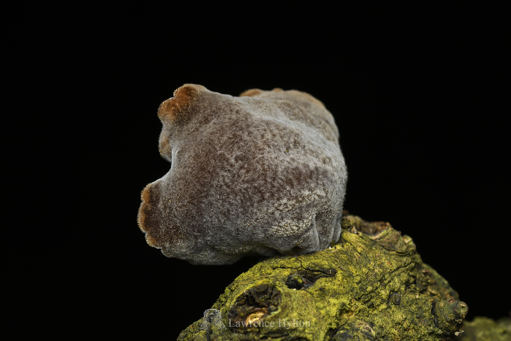 Auricularia polytricha · May 2023 · photo: © lawrencehylton (iNaturalist, cc-by)