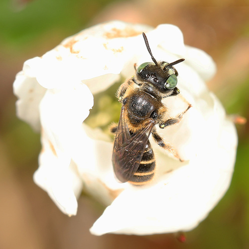 Eastern Miner Bee photo 5