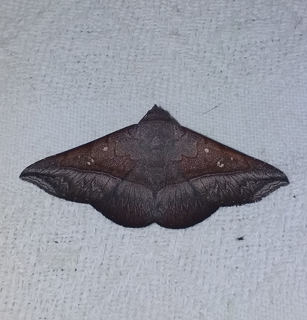 Epidromia conspersata