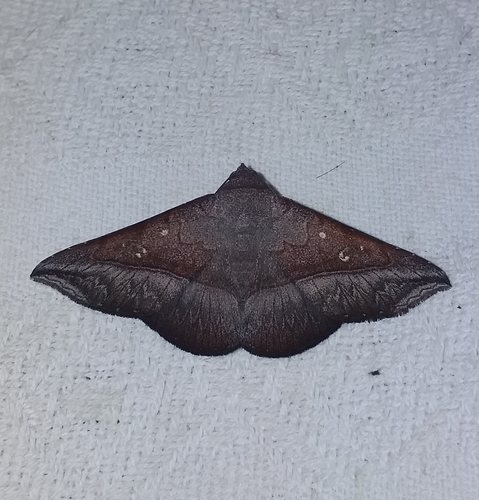 Epidromia conspersata