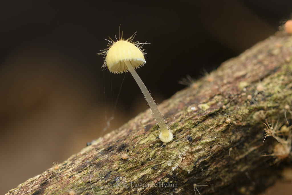 Mycena brunneisetosa · May 2023 · photo: © lawrencehylton (iNaturalist, cc-by)