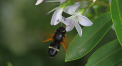 Megachile euzona