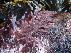 Neoptilota densa