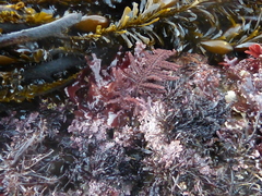 Neoptilota densa
