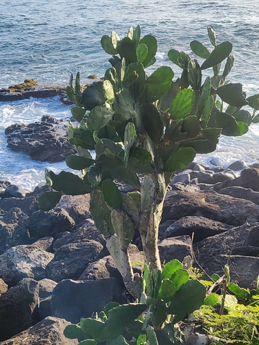 Opuntia cochenillifera
