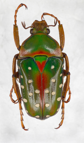Stephanorrhina guttata