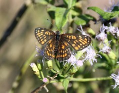 Chlosyne definita