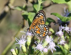 Chlosyne definita
