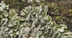 Physconia americana