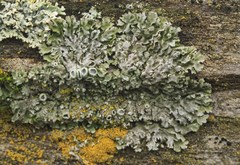 Physconia americana