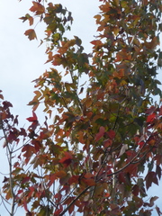 Acer rubrum image