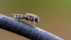 Platycheirus stegnus