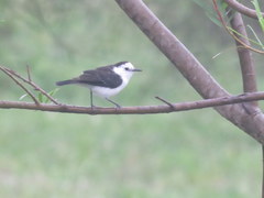 Fluvicola albiventer