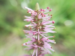 Schoenocaulon macrocarpum