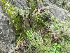 Schoenocaulon macrocarpum