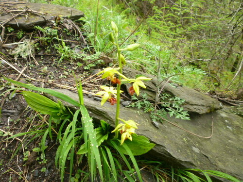 Calanthe tricarinata iNat (2)