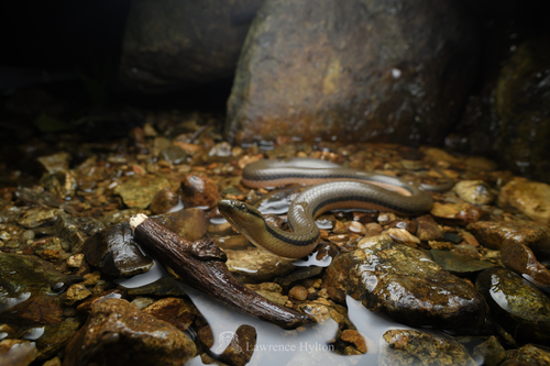 Bicoloured Stream Snake