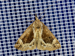 Hypena crassalis