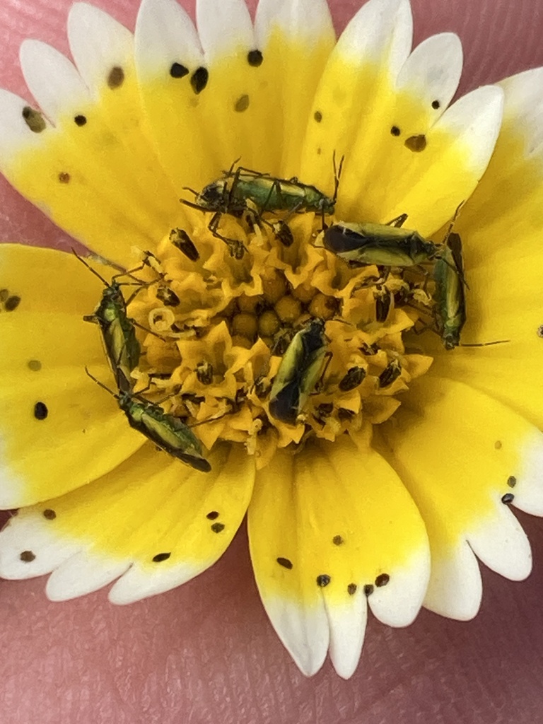 Macrotylus dorsalis