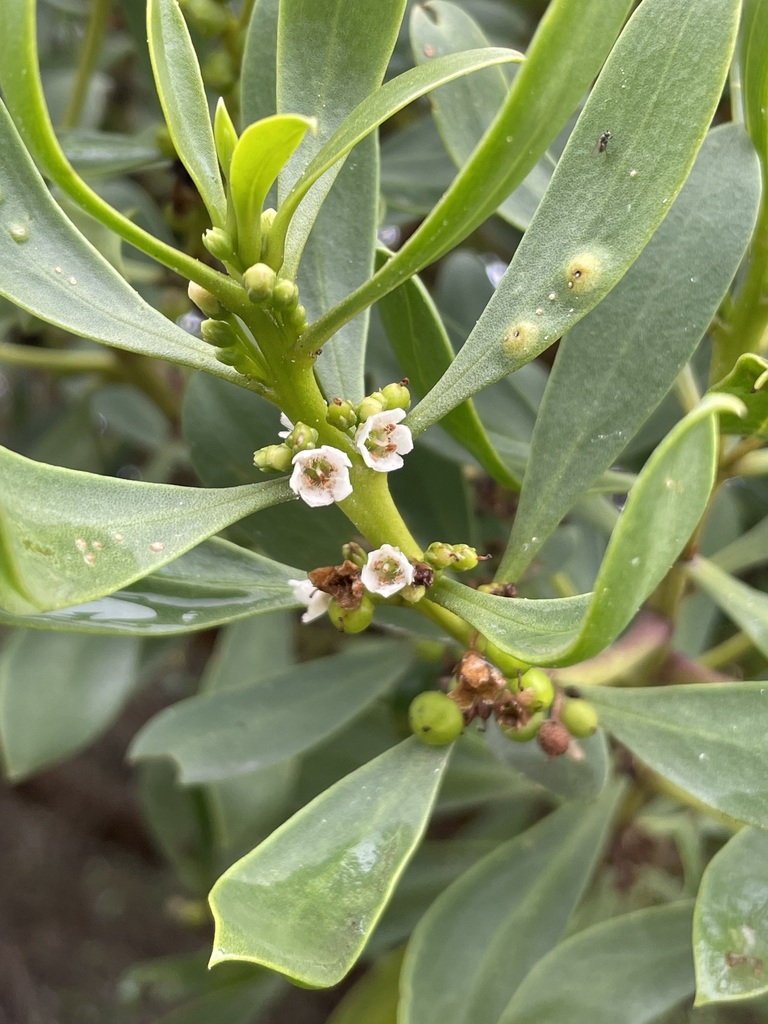 common boobialla