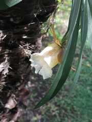 Galeandra