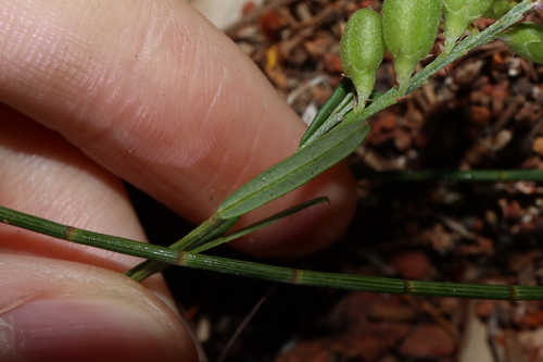 Image of Chorizema parviflorum by (c) Thomas Mesaglio, some rights reserved (CC BY)
