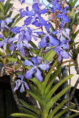 Vanda coerulea
