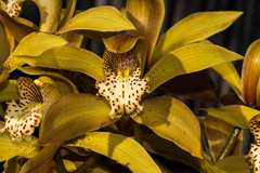 Cymbidium hookerianum