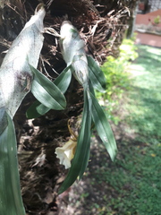 Galeandra