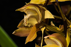 Cymbidium hookerianum