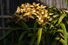 Cymbidium hookerianum