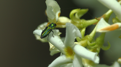 Bilyaxia
