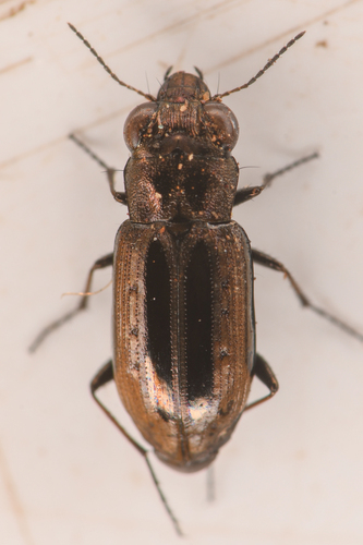 Notiophilus semiopacus photo 2