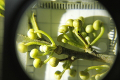Pera arborea