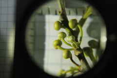 Pera arborea