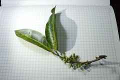 Pera arborea
