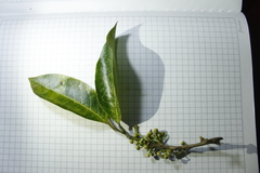 Pera arborea