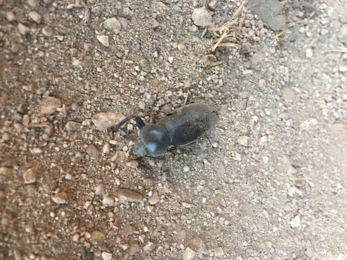 Eleodes gigantea photo 3