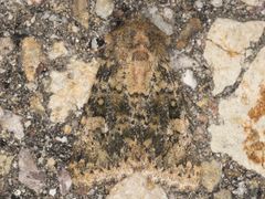 Pseudobryomima fallax