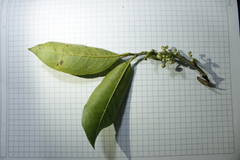 Pera arborea