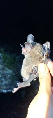 Central American Fringe-lipped Bat (Trachops coffini)
