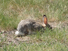 Sylvilagus audubonii