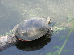 Chrysemys picta bellii