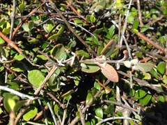 Chenopodium triandrum