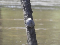 Graptemys pearlensis