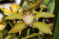 Cymbidium hookerianum