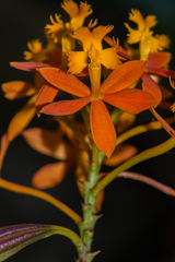 Epidendrum × obrienianum