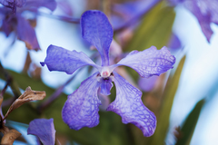 Vanda coerulea